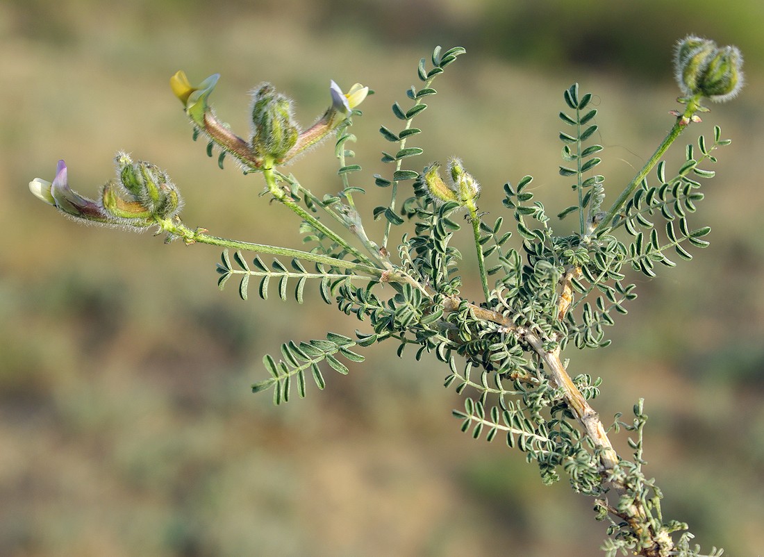 Изображение особи Astragalus neolipskyanus.