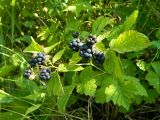 Rubus caesius