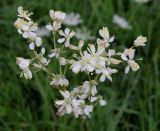 Filipendula vulgaris. Соцветие. Словакия, Кошицкий край, район Рожнява, луг. 31.07.2011.