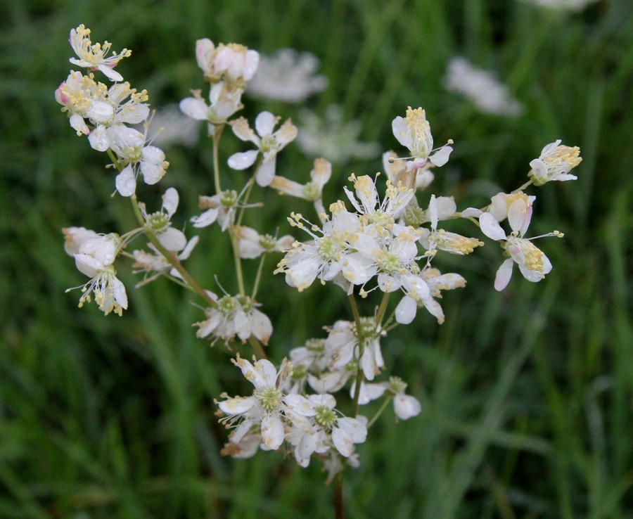Image of Filipendula vulgaris specimen.