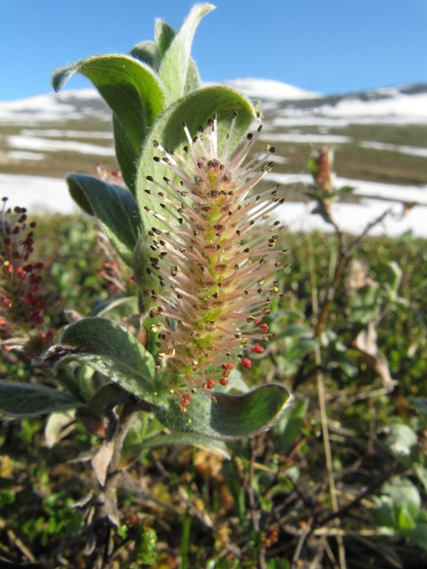 Изображение особи Salix glauca.