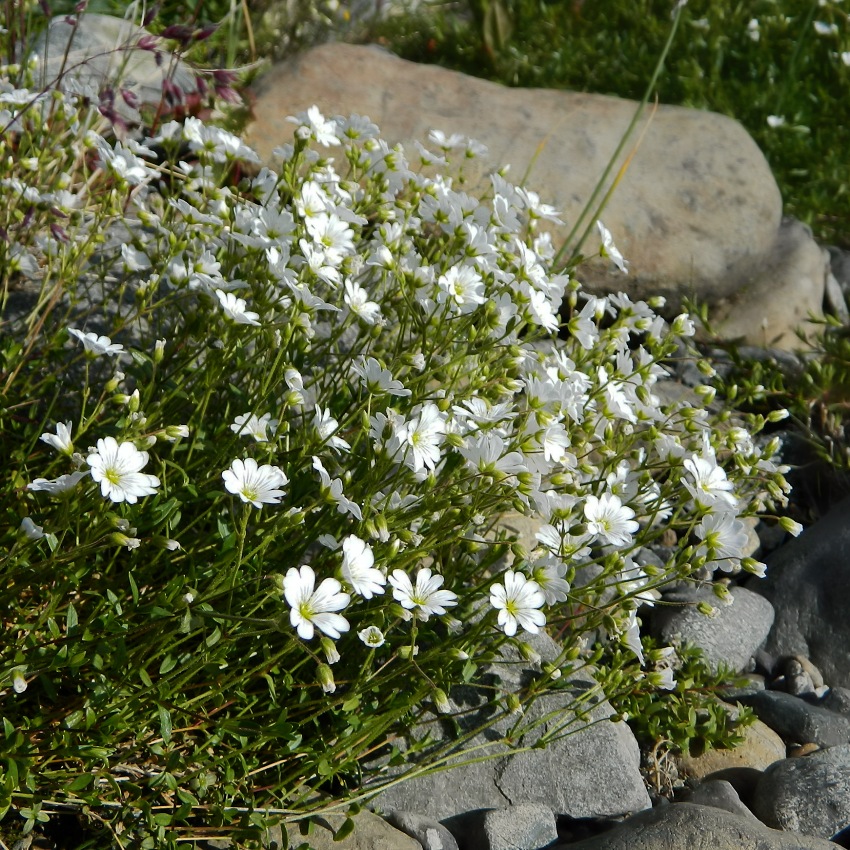 Изображение особи Cerastium krylovii.