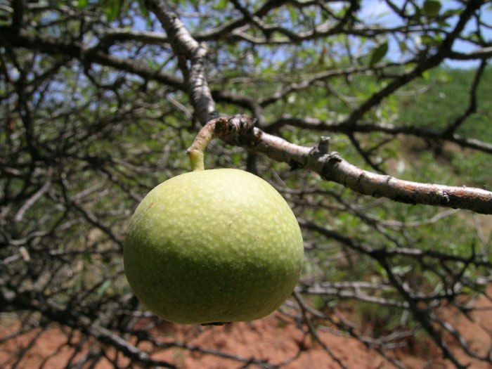 Image of Pyrus regelii specimen.