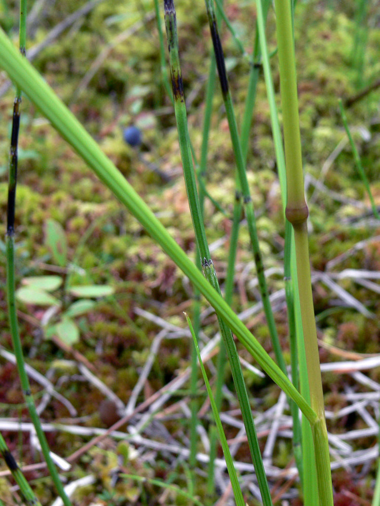 Изображение особи Deschampsia cespitosa.