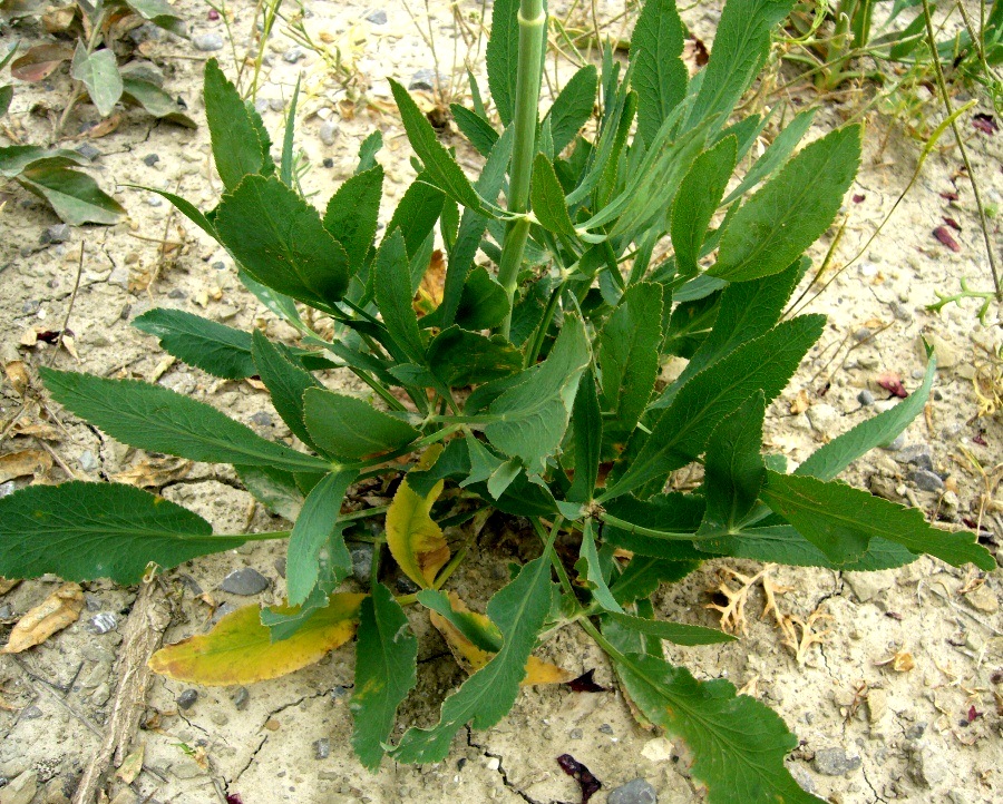 Image of familia Apiaceae specimen.