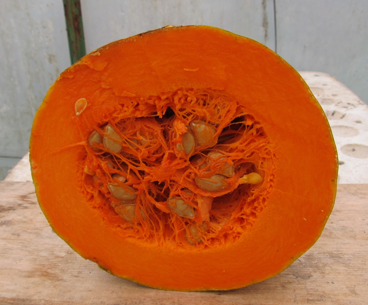 Image of genus Cucurbita specimen.