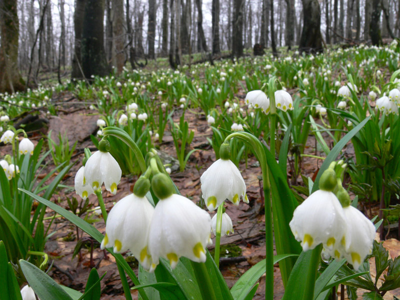 Image of Leucojum vernum var. carpathicum specimen.