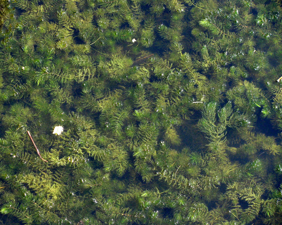 Image of Ceratophyllum kossinskyi specimen.