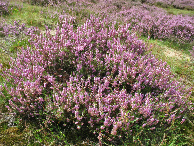 Image of Calluna vulgaris specimen.