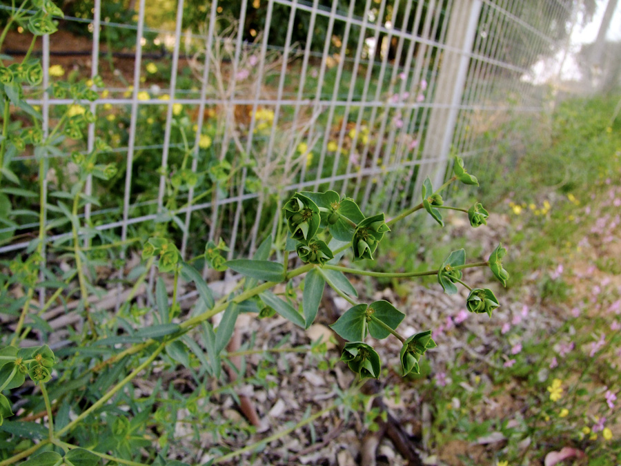 Image of Euphorbia terracina specimen.