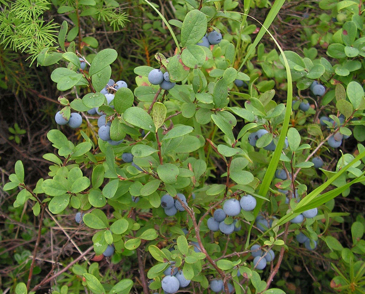 Image of Vaccinium uliginosum specimen.