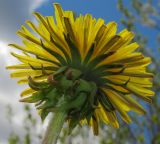 Taraxacum