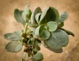 Atriplex halimus
