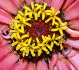 Zinnia elegans