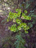 Euphorbia characias подвид wulfenii. Соцветие. Турция, пров. Анталья, окр. г. Кемер, каменистый склон. 04.05.2012.