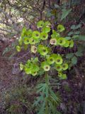 Euphorbia characias ssp. wulfenii