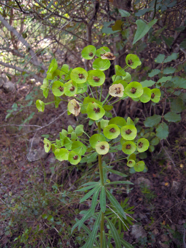 Изображение особи Euphorbia characias ssp. wulfenii.