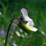 Viola tricolor