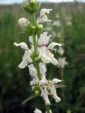 Stachys krynkensis