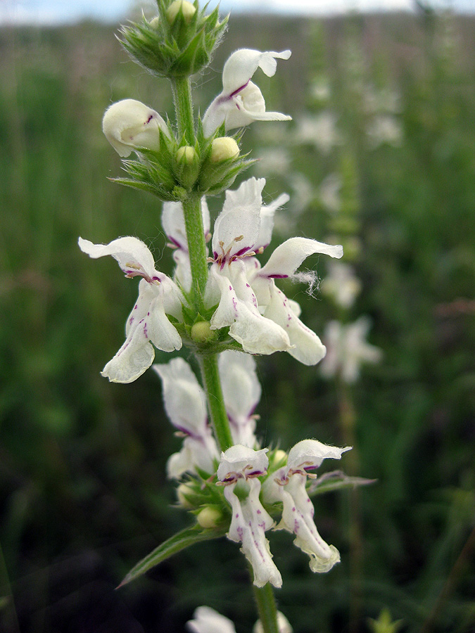 Изображение особи Stachys krynkensis.