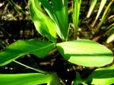 Menyanthes trifoliata. Лист. Республика Саха (Якутия), Томпонский р-н, с.Кескил. 12.06.2012.