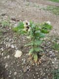 Hyoscyamus niger. Цветущее растение. Крым, гора Северная Демерджи, у грунтовой дороги. 2 июня 2012 г.