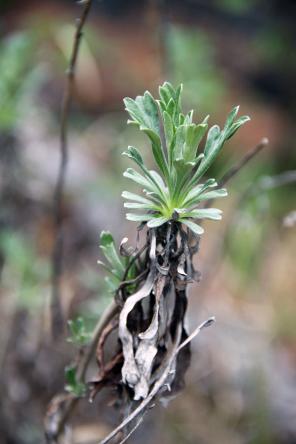 Изображение особи Artemisia lagocephala.