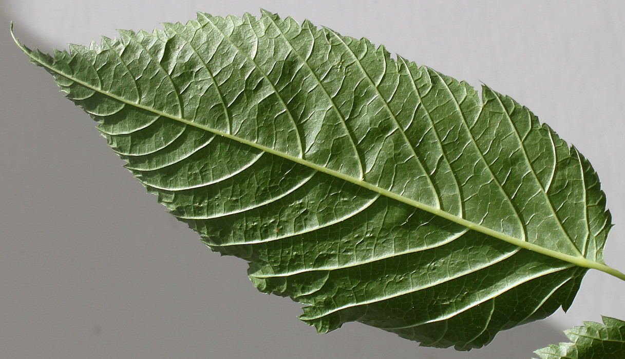 Image of Aruncus dioicus specimen.