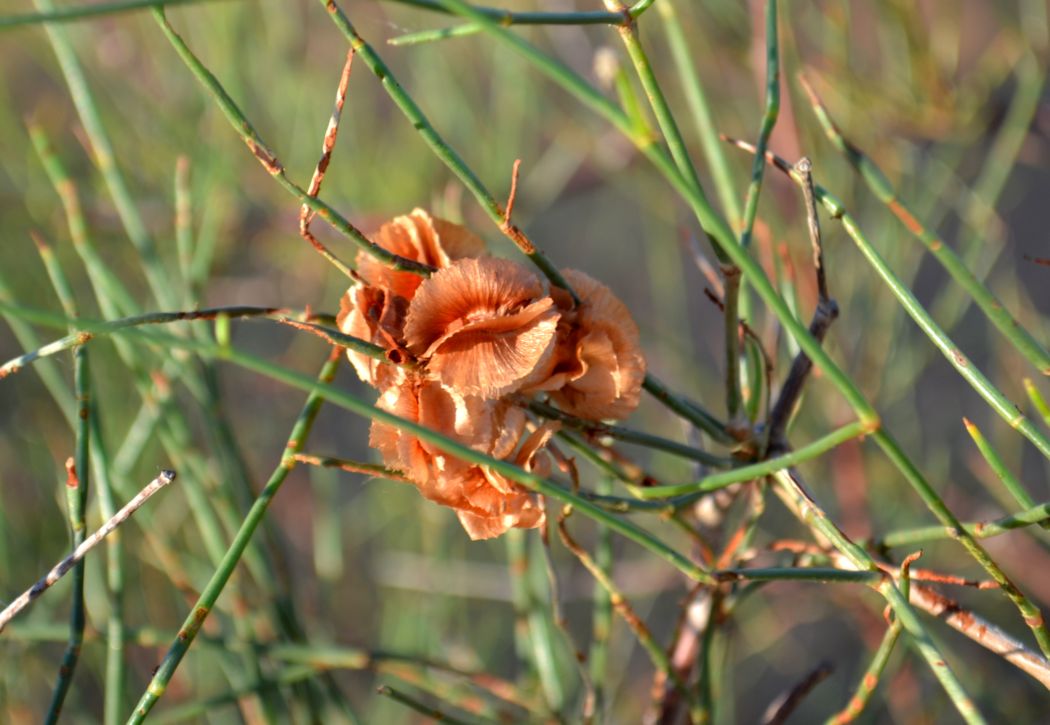 Image of Calligonum aphyllum specimen.