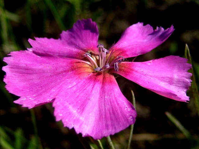 Изображение особи Dianthus versicolor.