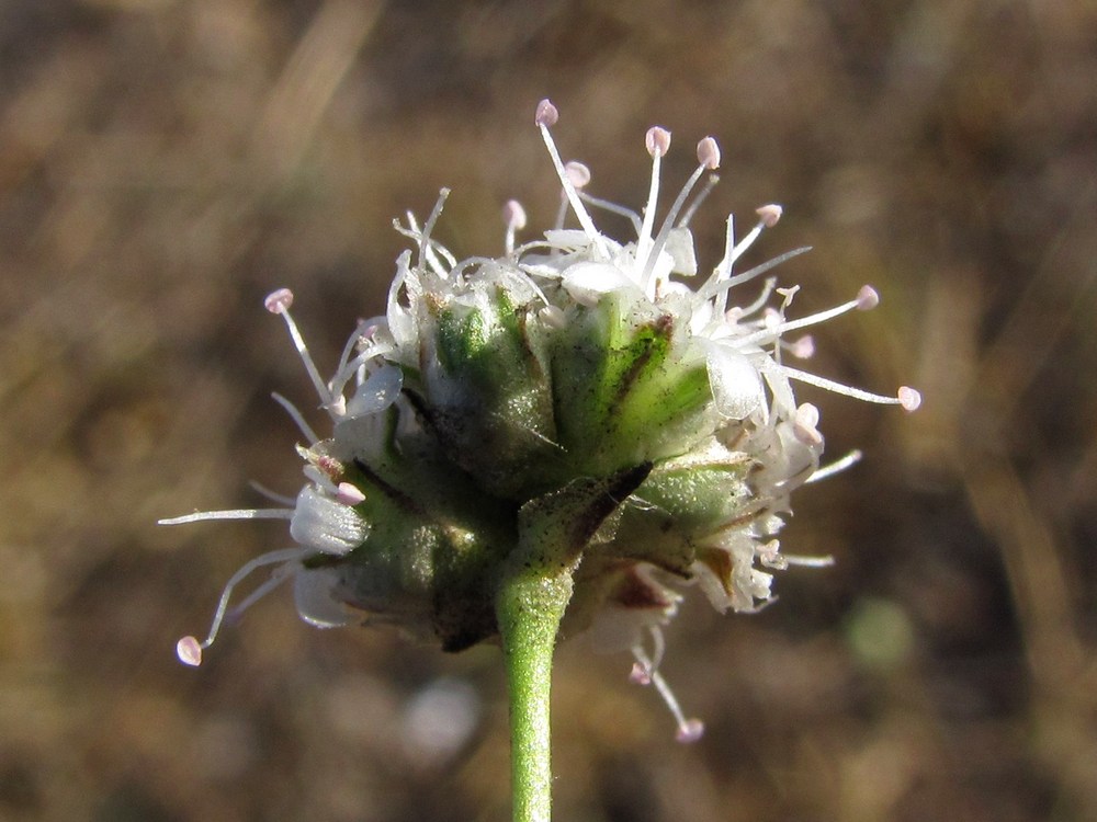 Image of Gypsophila pallasii specimen.