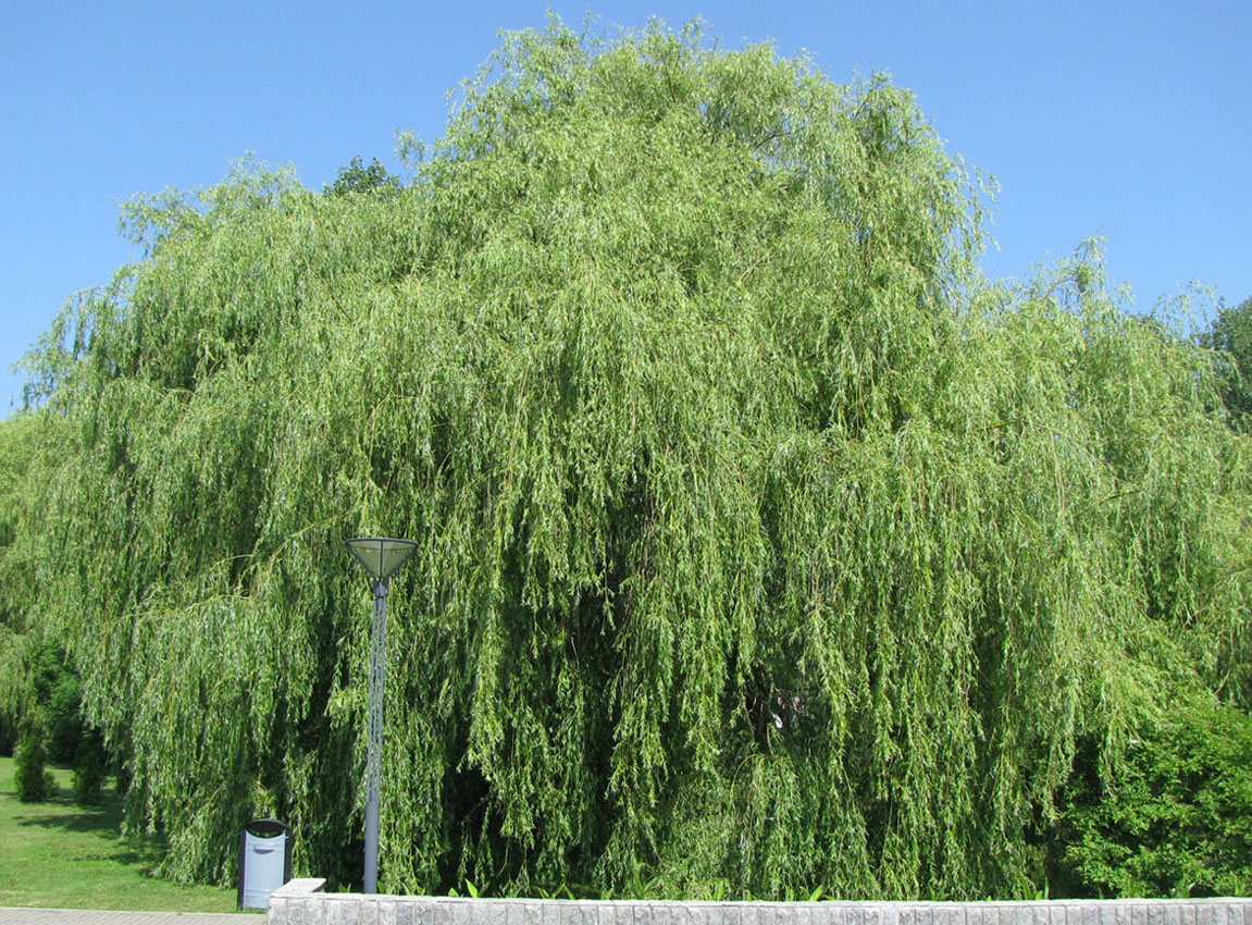Изображение особи Salix babylonica.