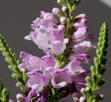 Physostegia virginiana