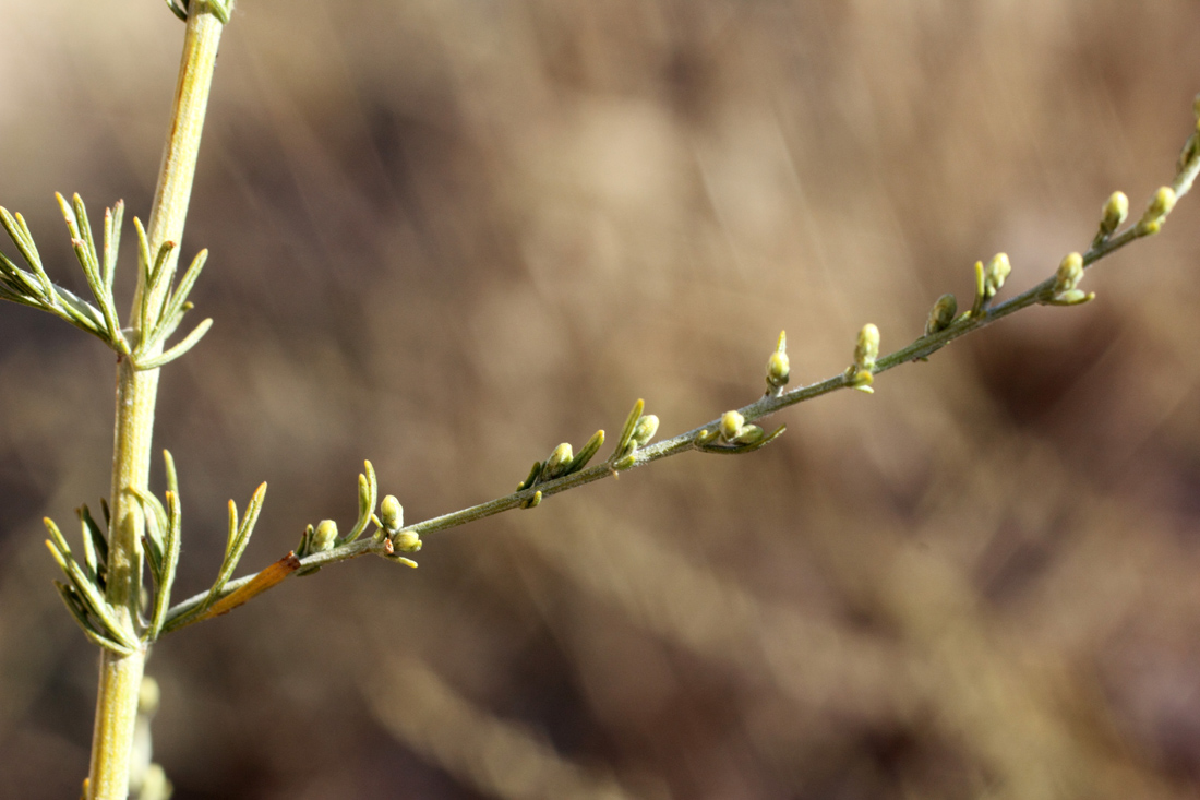 Изображение особи Artemisia serotina.