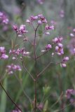 Trachomitum lancifolium. Часть соцветия. Южный Казахстан, правобережье Сыр-Дарьи выше устья Арыси. 29.05.2012.