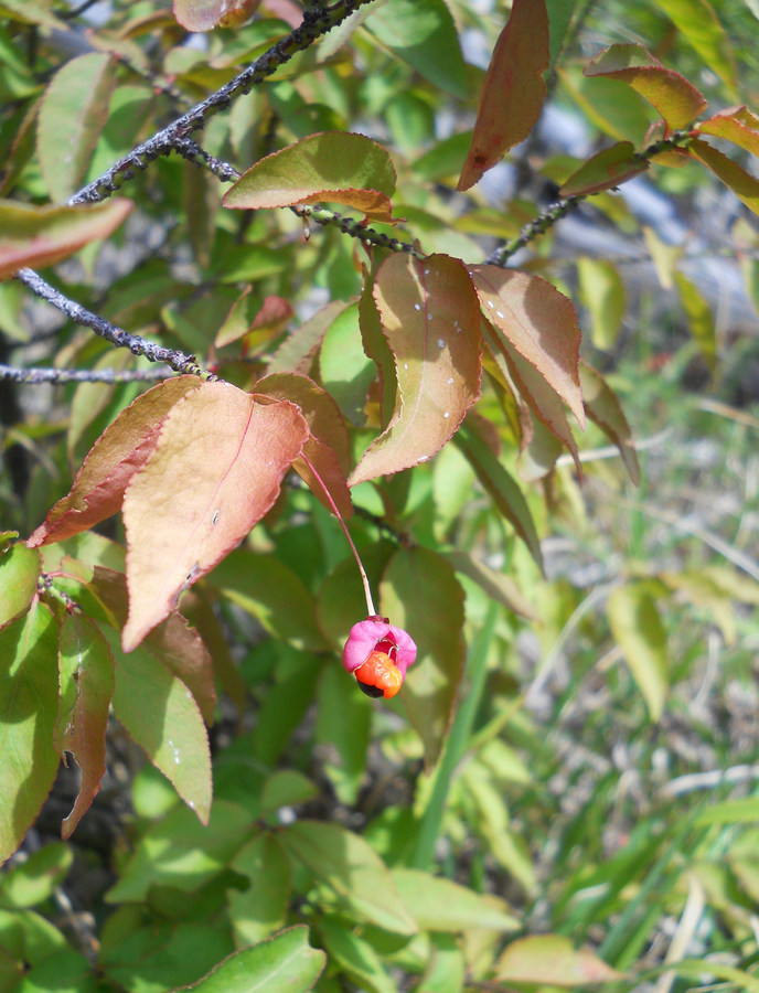 Изображение особи Euonymus verrucosus.