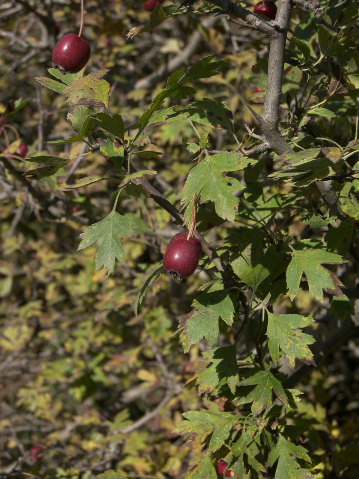 Image of Crataegus caucasica specimen.