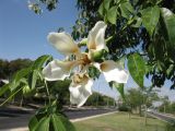 Ceiba insignis. Отцветающий цветок. Израиль, г. Беэр-Шева, городское озеленение. 05.10.2012.