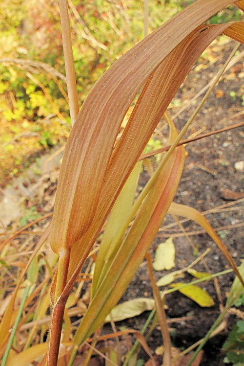 Image of Arundinella anomala specimen.