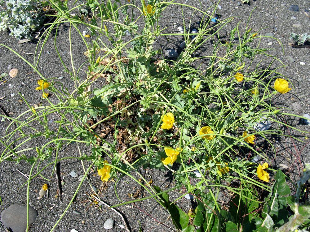 Image of Glaucium flavum specimen.