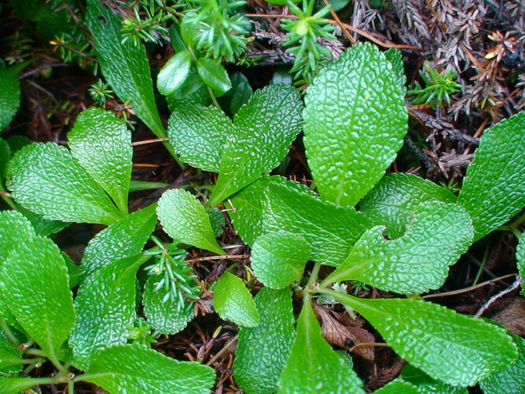 Image of Arctous japonica specimen.