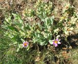 Cistus albidus. Цветущий и плодоносящий куст. Испания, Каталония, Барселона, монастырь Монтсеррат, у тропы по склону горы. 25.06.2012.