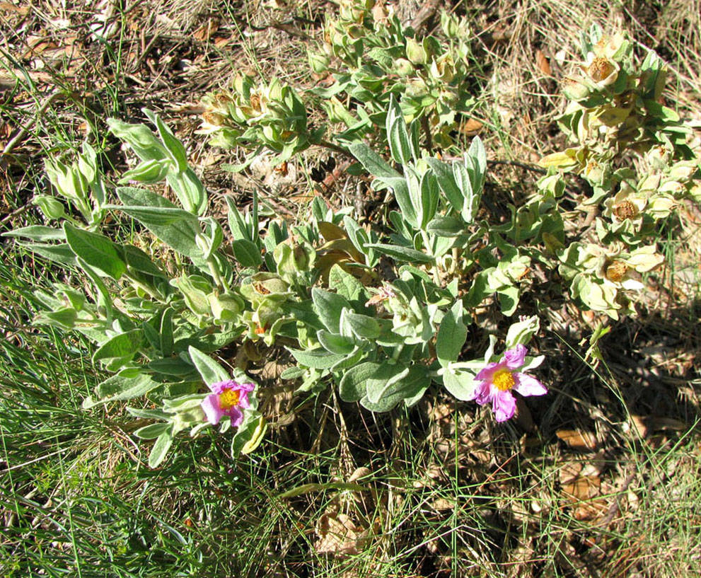 Изображение особи Cistus albidus.