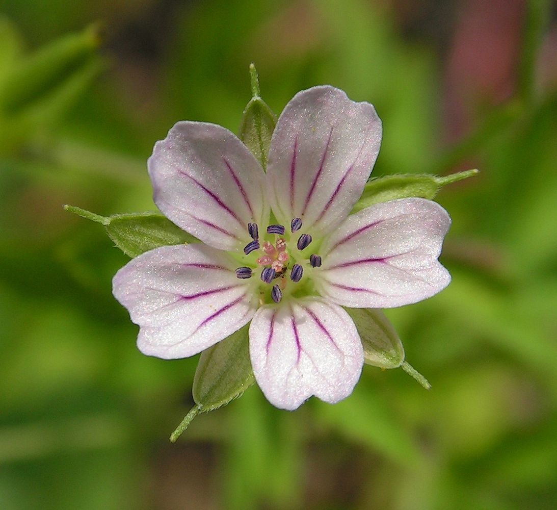 Image of Geranium sibiricum specimen.