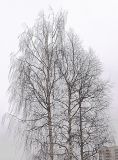 род Betula. Кроны Betula pendula (дерево с поникающими ветвями слева) и Betula pubescens (2 дерева с восходящими ветвями справа). Санкт-Петербург, 17 апреля 2009 г.