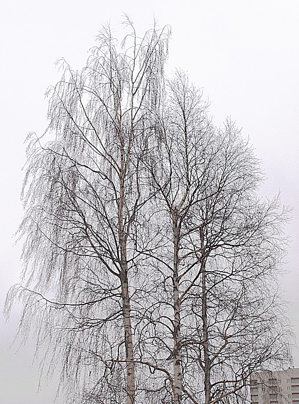 Image of genus Betula specimen.