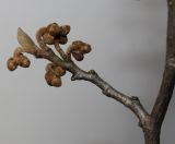 Hamamelis × intermedia