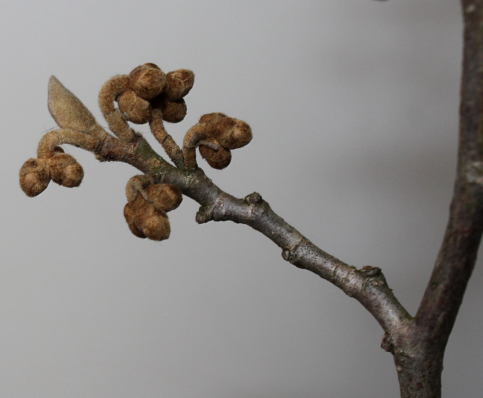 Image of Hamamelis &times; intermedia specimen.