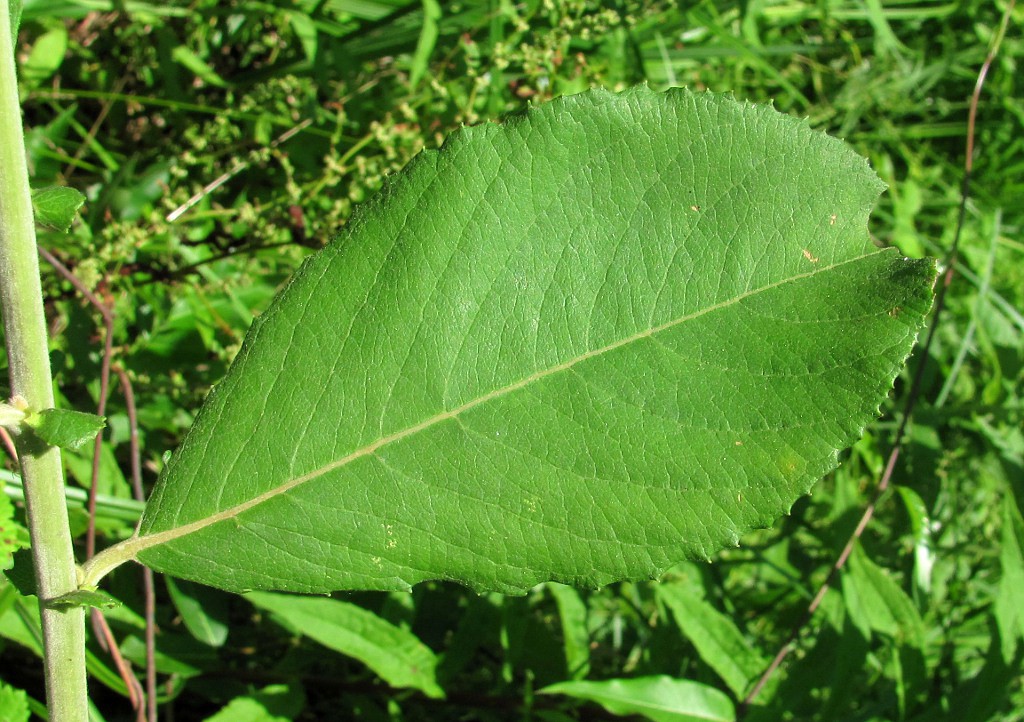 Изображение особи Salix cinerea.