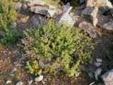 Lophanthus schtschurowskianus. Цветущее растение. Киргизия, Баткенская обл., Алайский хр. 3 июля 2011 г.